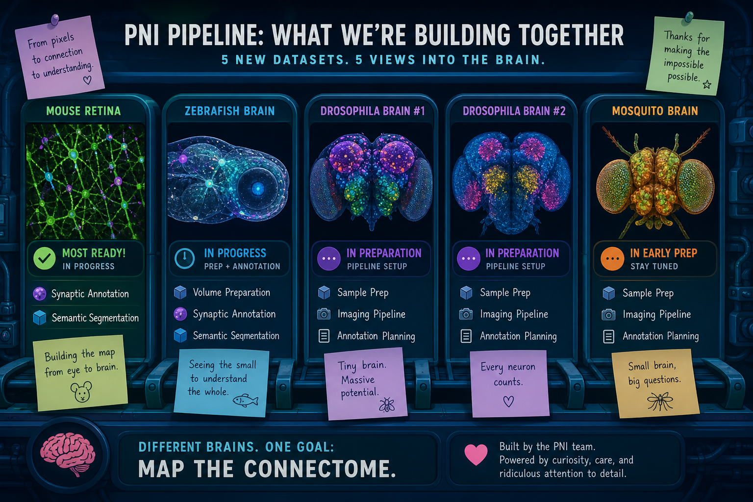 PNI Pipeline: What we're building together. 5 new datasets, 5 views into the brain - mouse retina, zebrafish brain, drosophila brain #1, drosophila brain #2, and mosquito brain. Different brains. One goal: map the connectome.